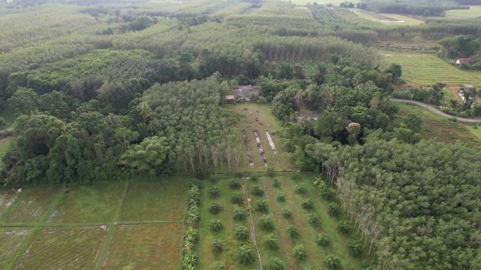 泰国棕榈树、绿色稻田和混合农业鸟瞰图