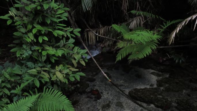 泰国甲米热带雨林中的蕨类植物。