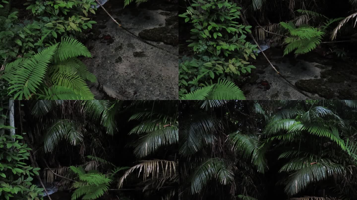 泰国甲米热带雨林中的蕨类植物。