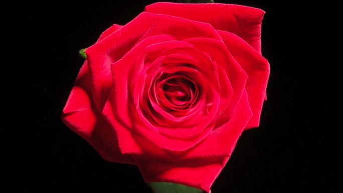高清：红玫瑰绽放黑背景开花延时含苞待放