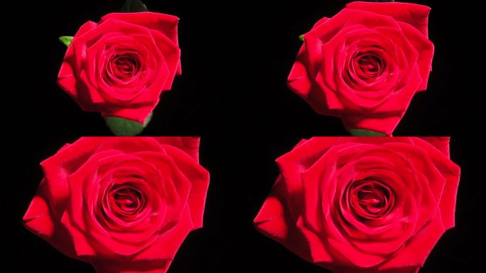 高清：红玫瑰绽放黑背景开花延时含苞待放
