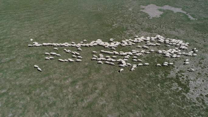 绿洲羊群