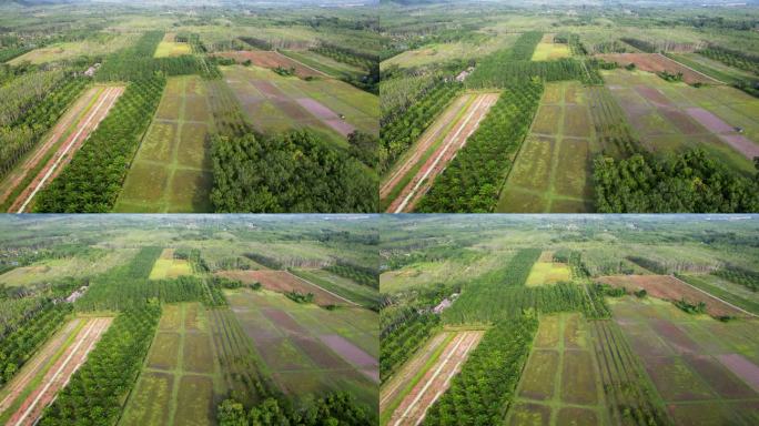 泰国棕榈树和绿色稻田鸟瞰图