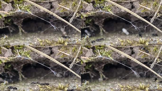 蚁巢中的工蚁动物世界蜘蛛网大自然特写