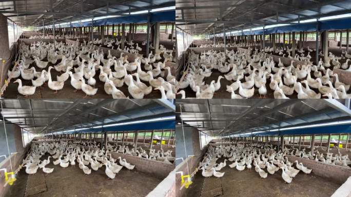 种鸭养殖 鸭子破壳鸭子养殖基地 养鸭厂