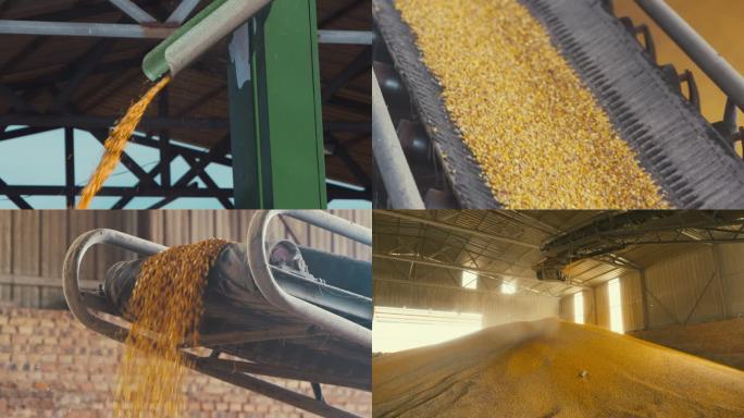 玉米加工过程