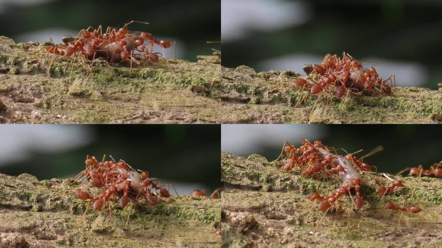 一群红蚁在搬运食物