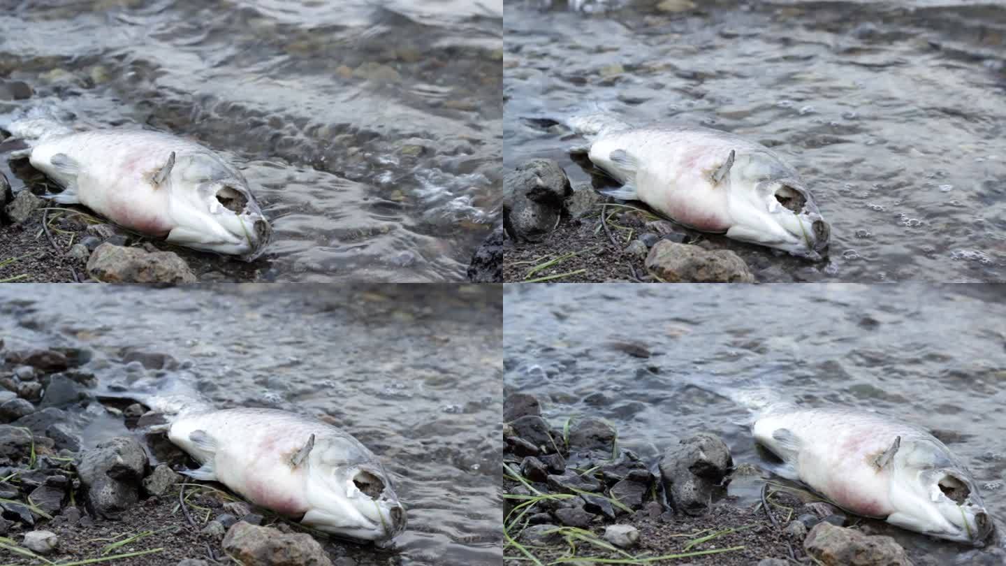 恶臭死鱼在污染的海岸腐烂，有毒废物危害自然