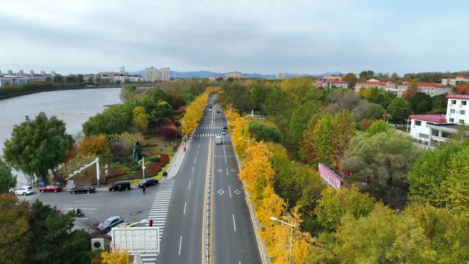 银杏 秋景 黄色街道 秦皇岛 北戴河街道