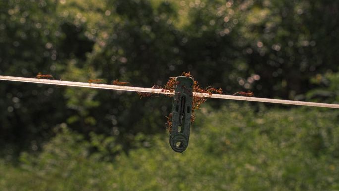 红蚂蚁在一根用来晾晒衣服的绳子上走了一条路。