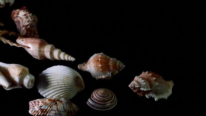 海螺壳品种展示视频素材