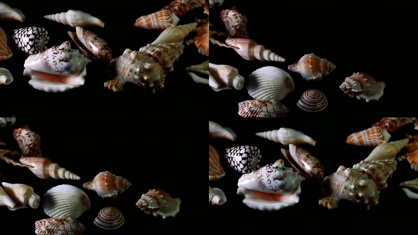 海螺壳品种展示视频素材