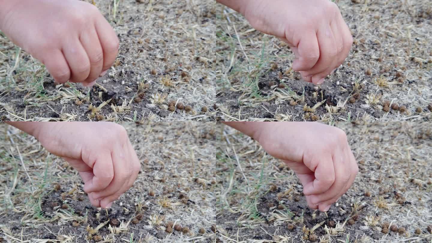 一个孩子的手在玩蚂蚁