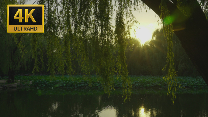 夕阳荷花池