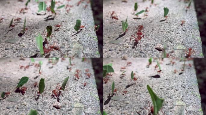 一大群切叶蚁在热带地板上搬运食物的特写
