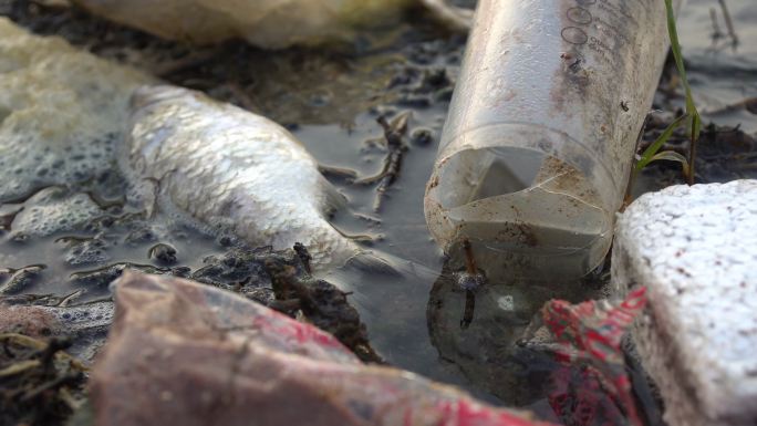 恶臭死鱼在污染的海岸腐烂，有毒废物危害自然