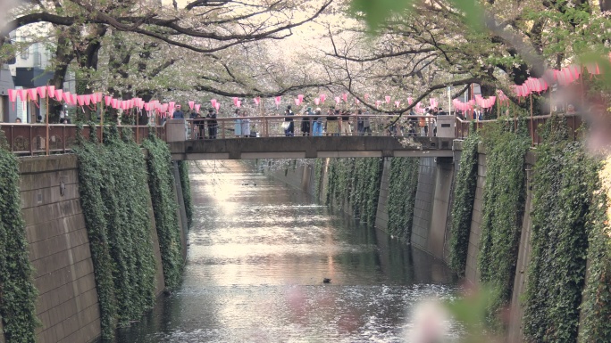 日本东京梅古河樱花飘落