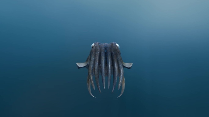 海底世界 乌贼 墨鱼 喷墨逃跑 3D动画
