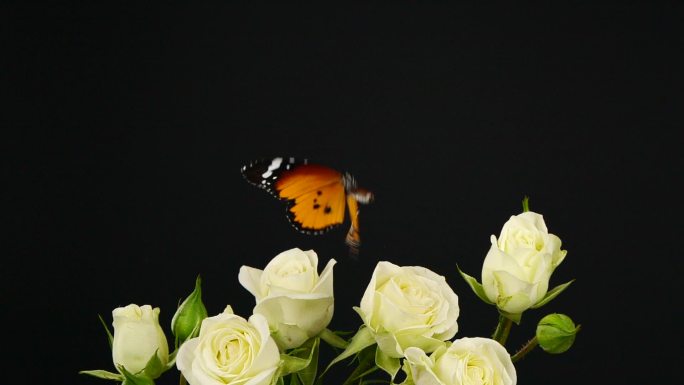 白玫瑰上的虎蝴蝶抠像背景大自然优美