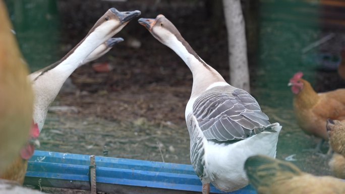 鸡鸭鹅 农村养殖 家禽 养鸡 大鹅