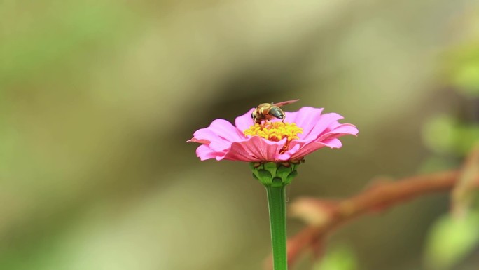 蜜蜂采蜜