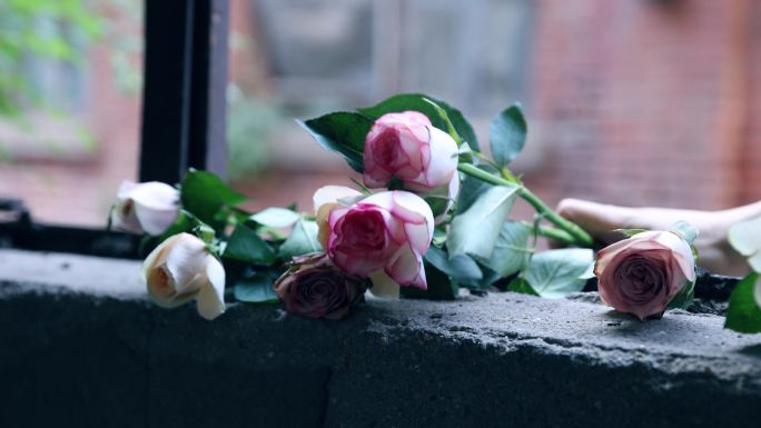 破窗上的玫瑰花破旧窗户送上放置玫瑰花鲜花