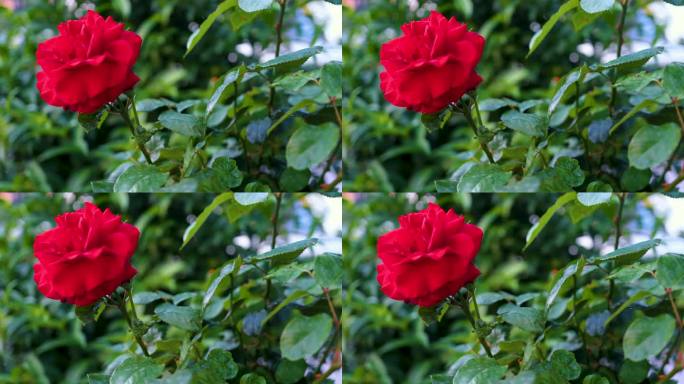 花园里的红玫瑰红色花瓣红色鲜花花朵绽放