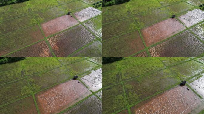 泰国Trang的水稻种植园鸟瞰图
