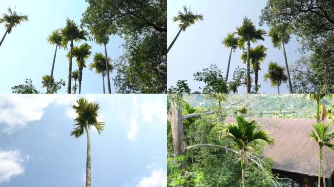 海南槟榔树4K