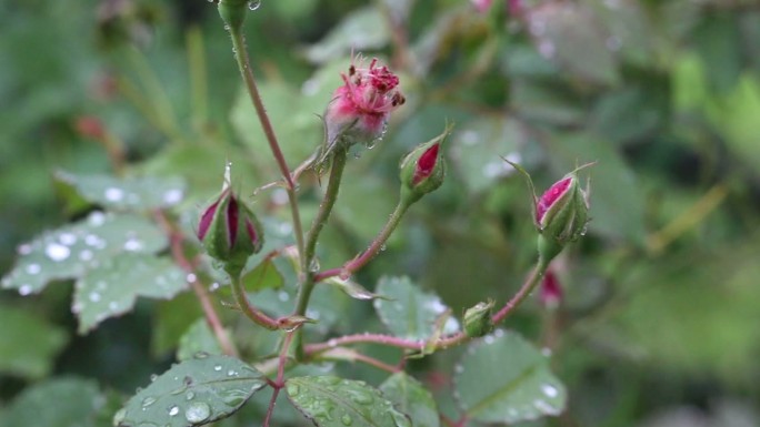 雨季带露珠的新鲜玫瑰特写
