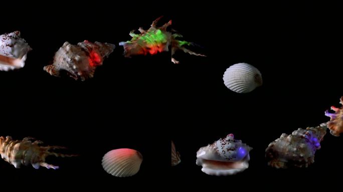 海洋螺壳展示视频素材