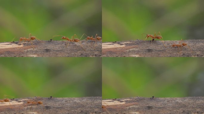 红蚂蚁在森林里的树上行走。