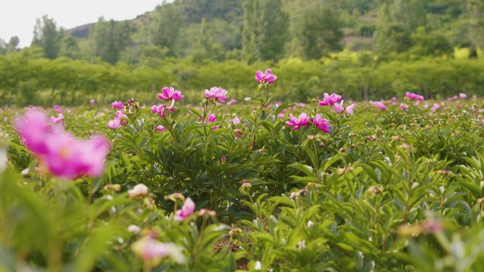 芍药基地芍药花空镜