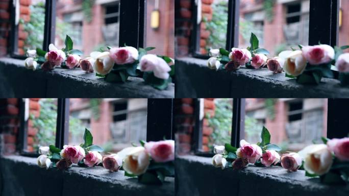 破窗上的玫瑰花破旧窗户放置玫瑰花鲜花