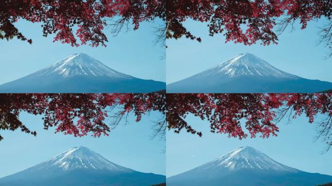 日本川口湖秋景中的红枫富士山