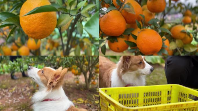 美丽乡村生活摘桔子柑橘柑桔宠物柯基犬