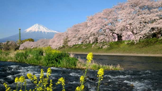 4k：富士山和樱花樱花的日本景观