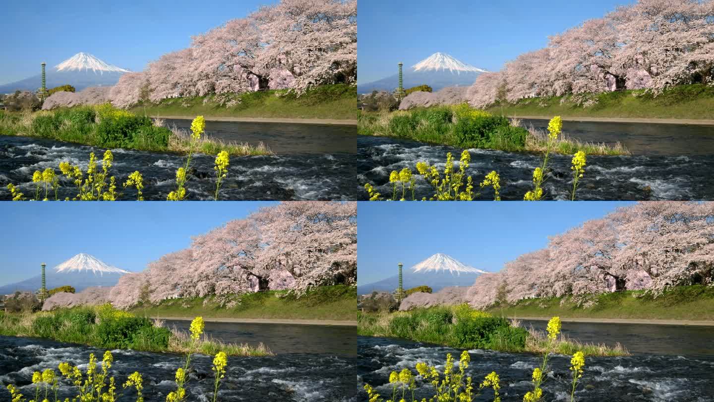 4k：富士山和樱花樱花的日本景观