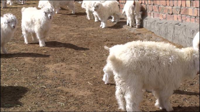 山羊羔  绒山羊 地貌  环境 生态