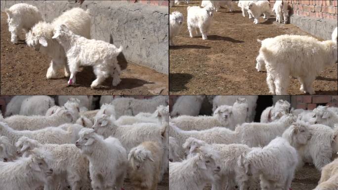 山羊羔  绒山羊 地貌  环境 生态