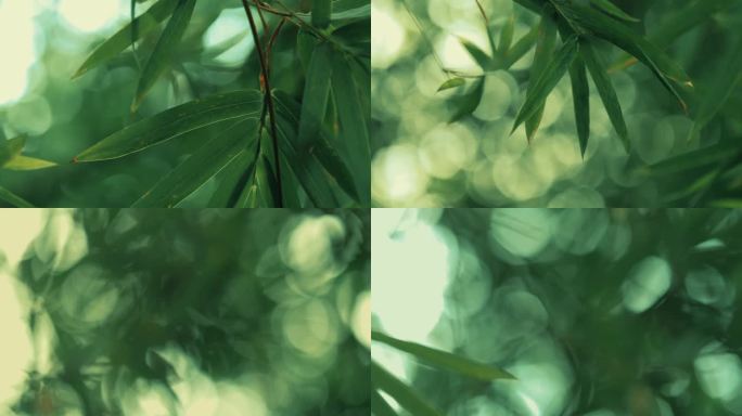 翠绿竹林竹叶光斑阳光空镜头