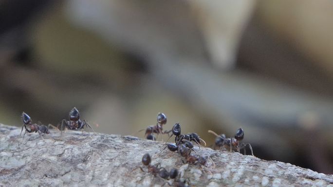 黑蚂蚁在森林里行走。