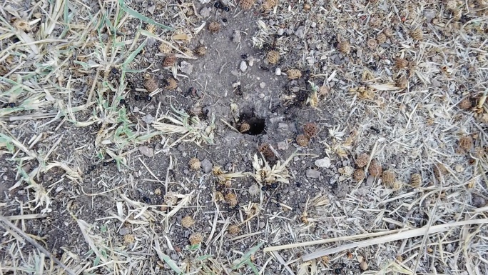 蚂蚁走进蚁丘蚂蚁生物动物昆虫觅食搬运食物
