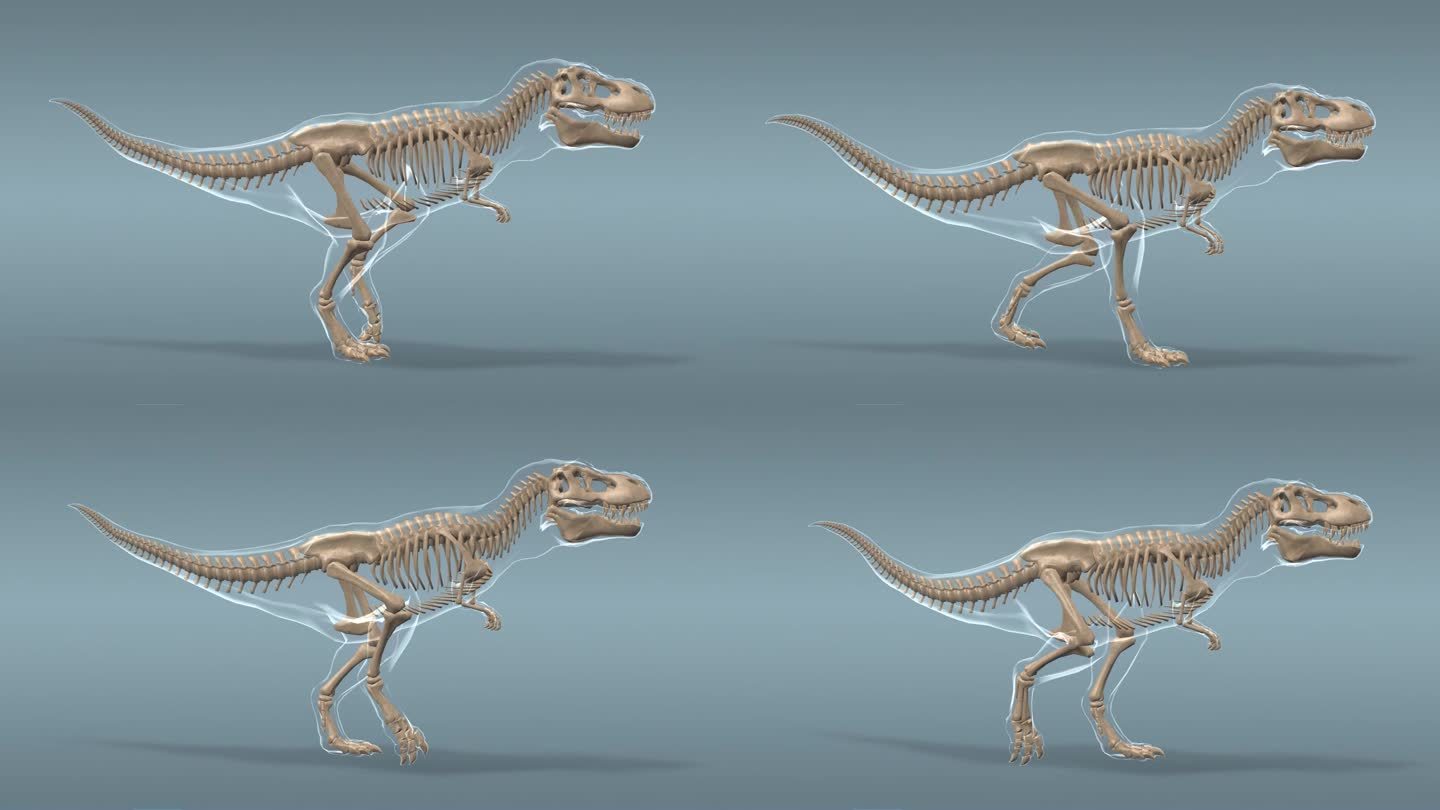 恐龙 霸王龙 侏罗纪 白垩纪 骨架骨骼