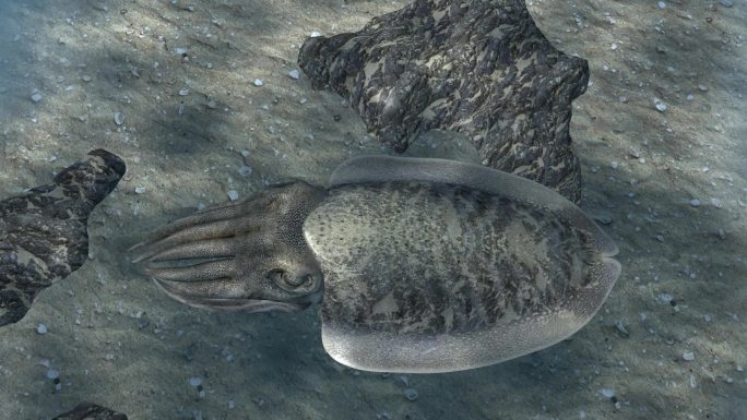 3D动物动画 乌贼 墨鱼 乌贼海底伪装
