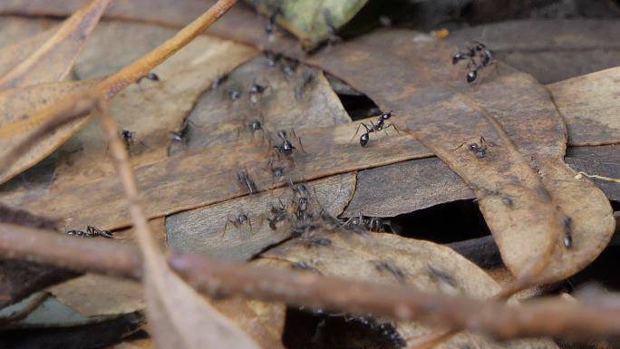 黑蚂蚁在森林里行走。