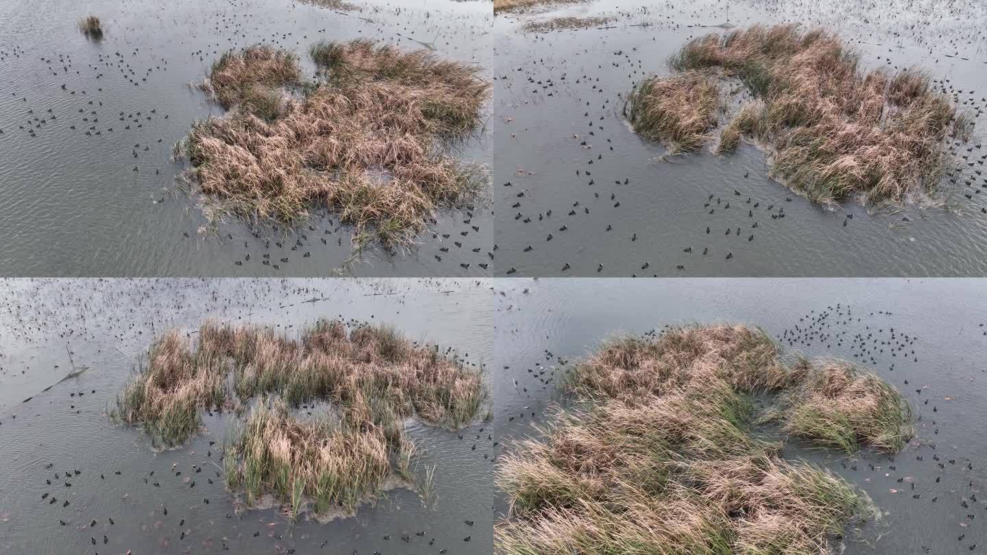 江苏淮安：白马湖生态湿地候鸟欢