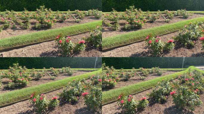 栽培玫瑰花朵种植基地农田花朵培育养殖花草