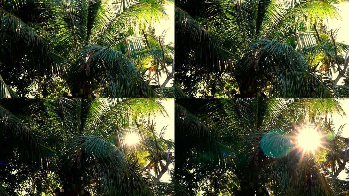 日落穿过椰子棕榈树，Ko Lanta，泰国