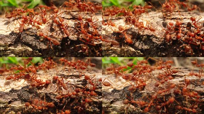 蚁巢是一个庞大的帝国